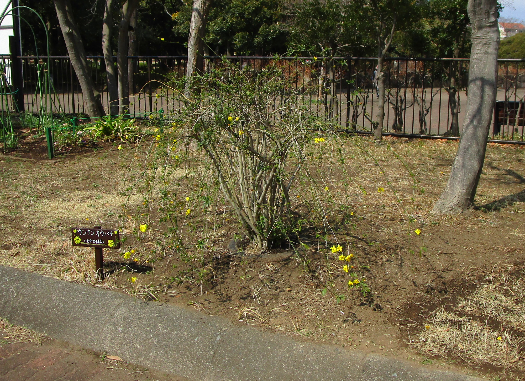 ウンナンオウバイ (2).png