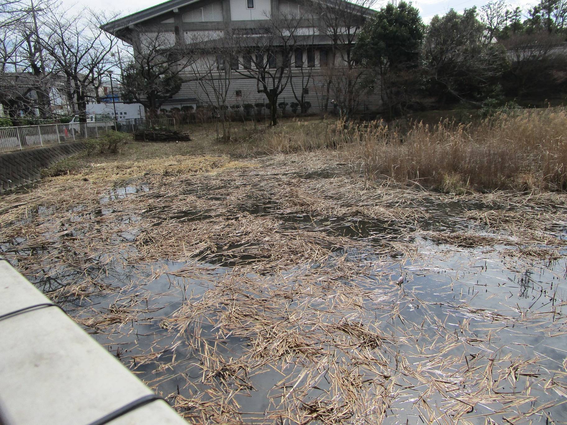 雑草除去とゴミ拾い (2).jpg