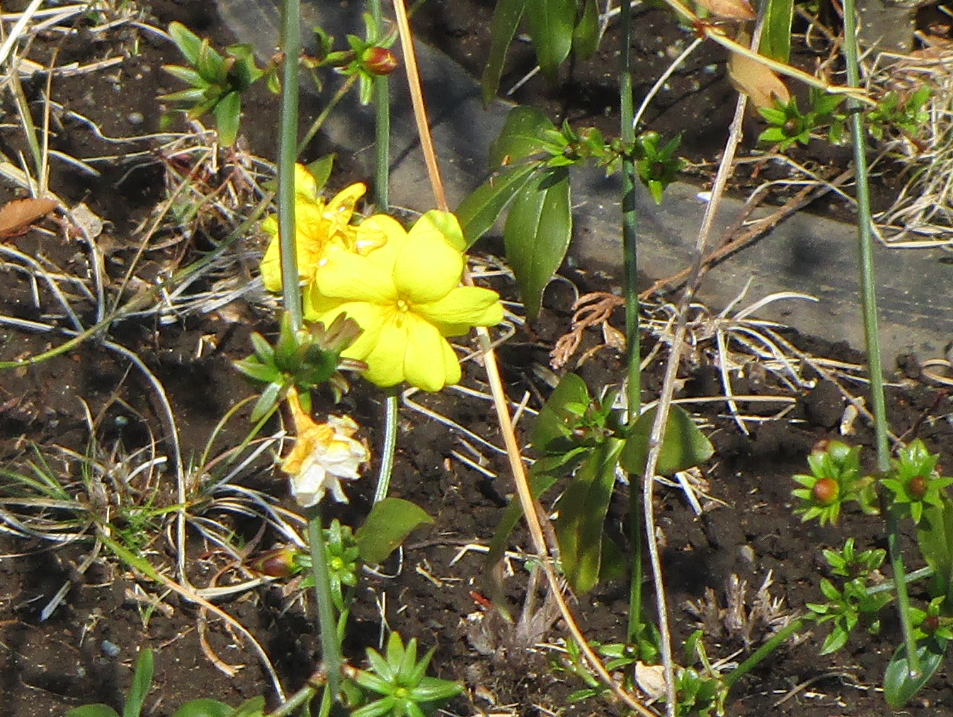 ウンナンオウバイ (1).png