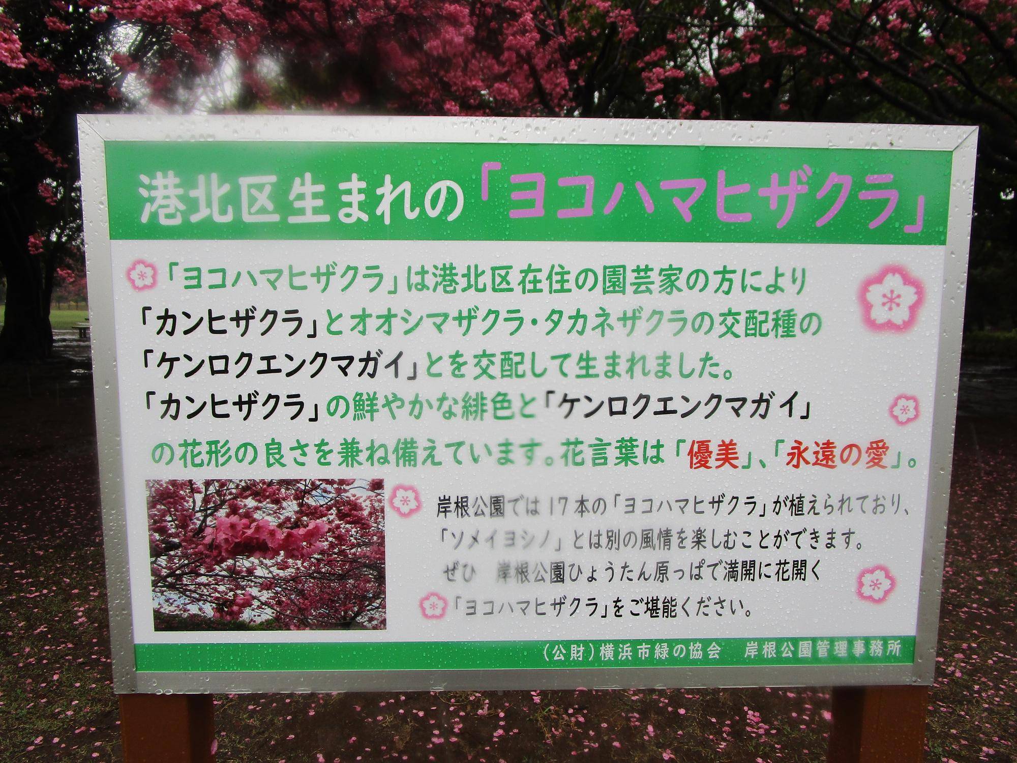 ヨコハマヒザクラ説明.jpg