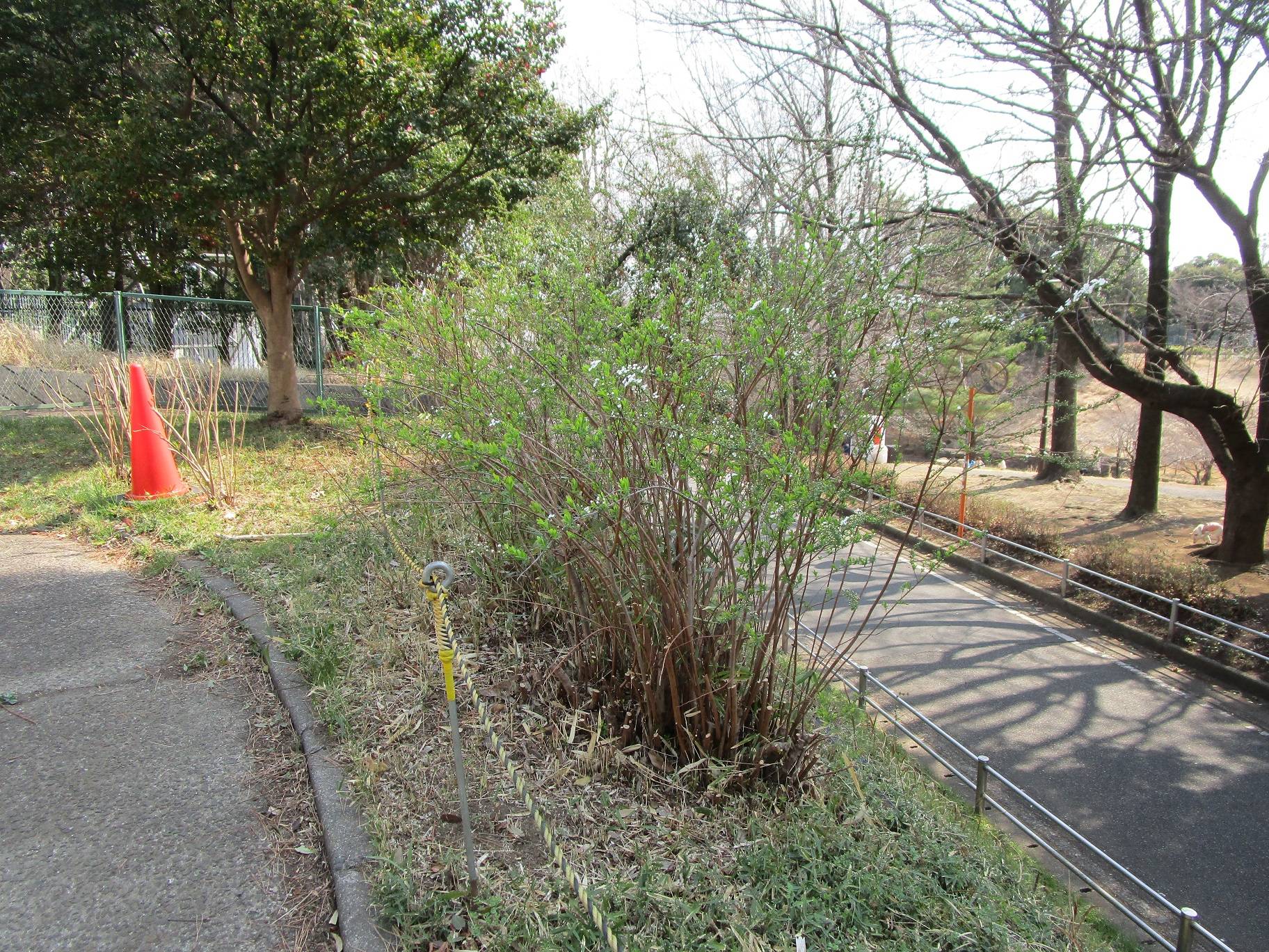 ユキヤナギ (3).jpg