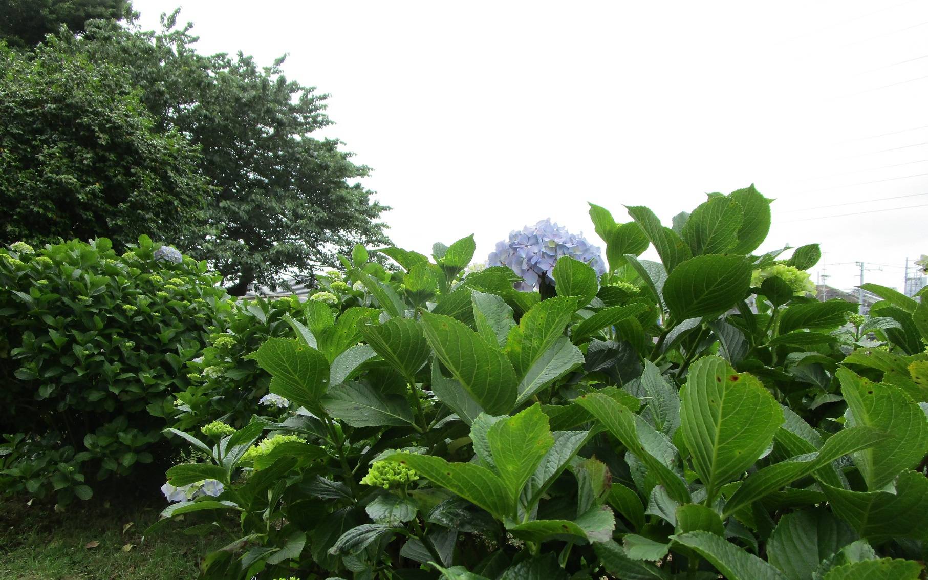 アジサイ②.jpg
