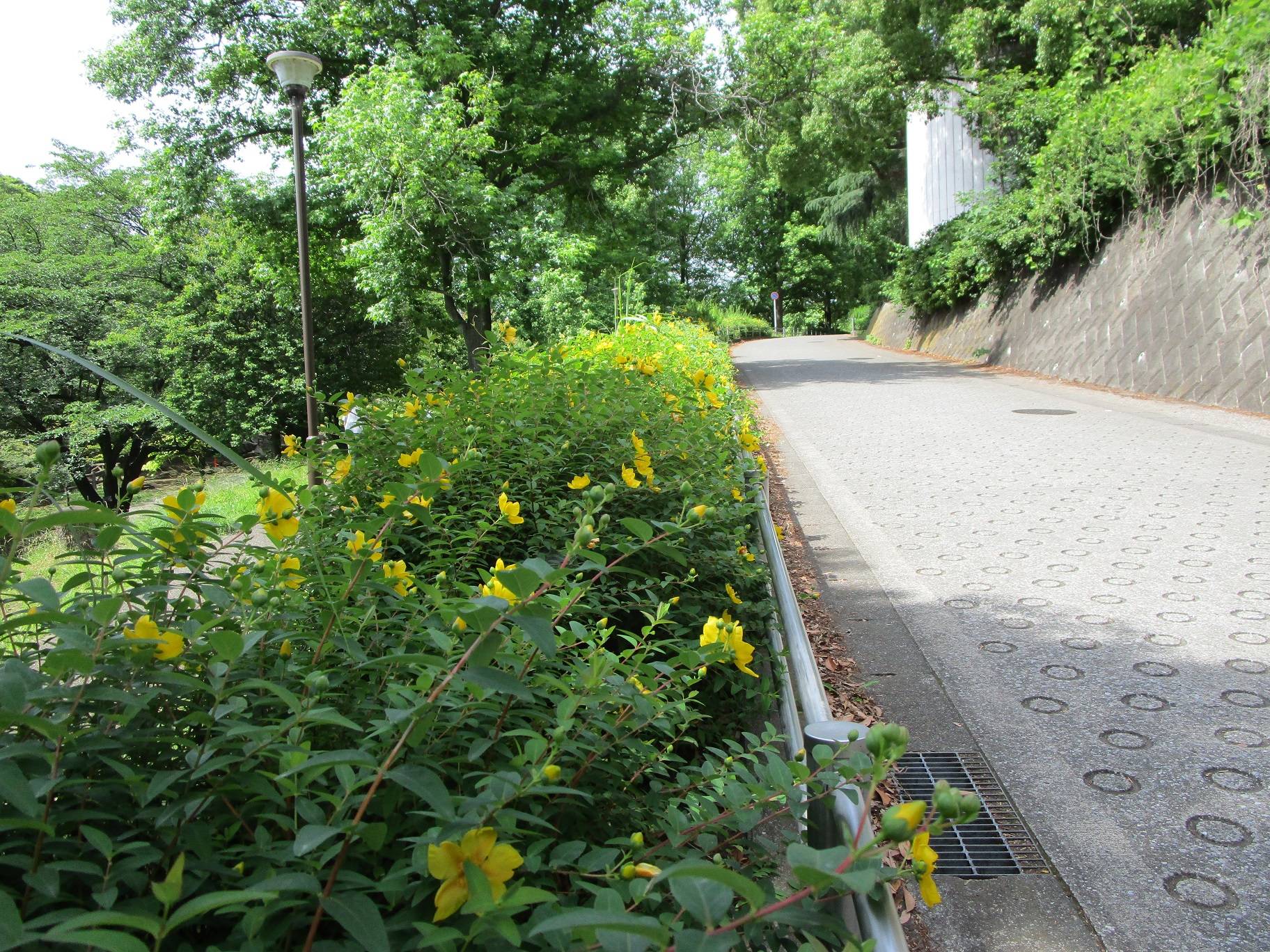 キンシバイ ③.jpg