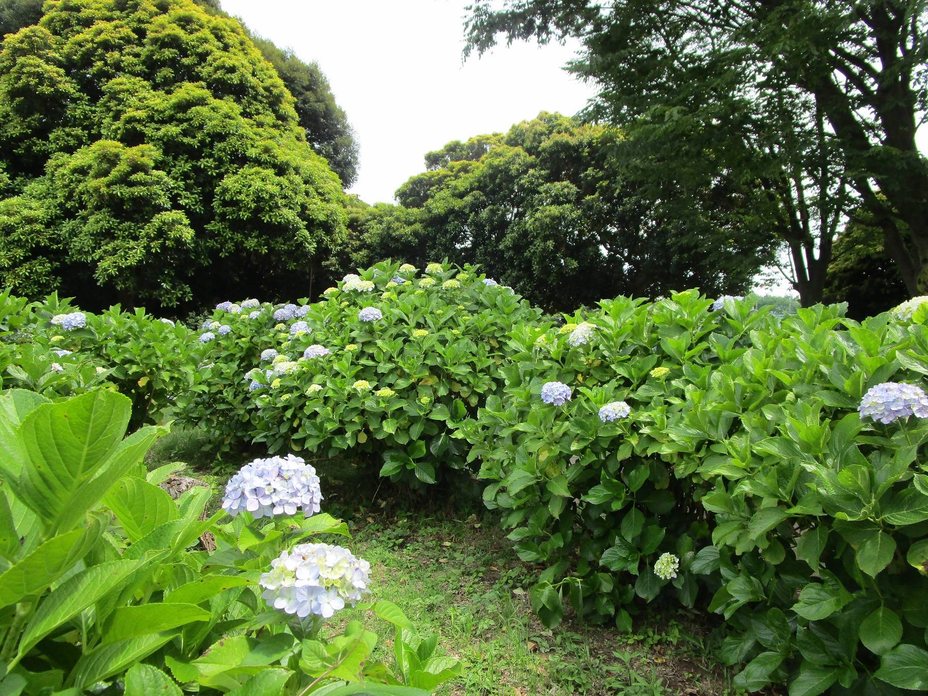 アジサイ②の3.jpg