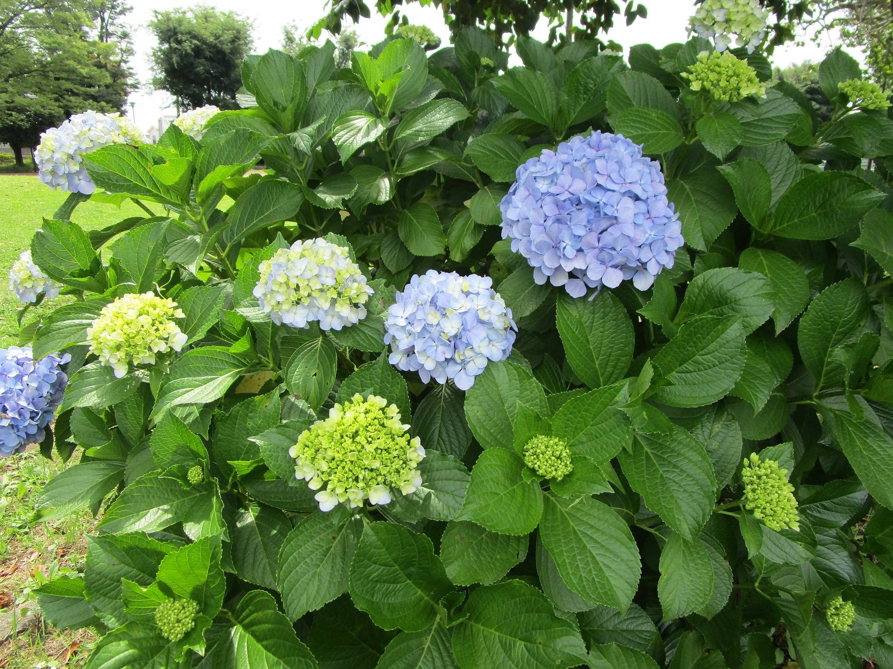 アジサイ②の2.jpg