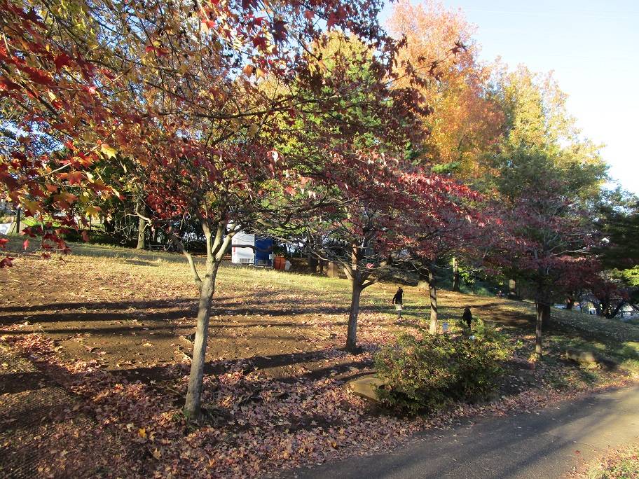 ハナミズキ (3).jpg