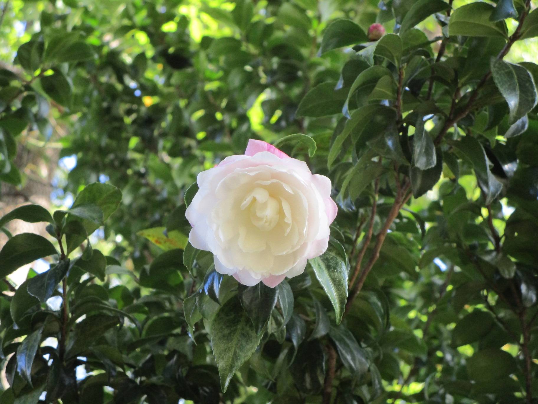 サザンカ (3).jpg