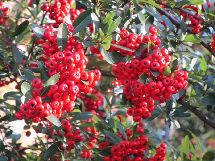 ピラカンサ (2).jpg