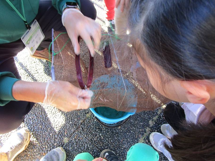 生き物観察会 (1).jpg