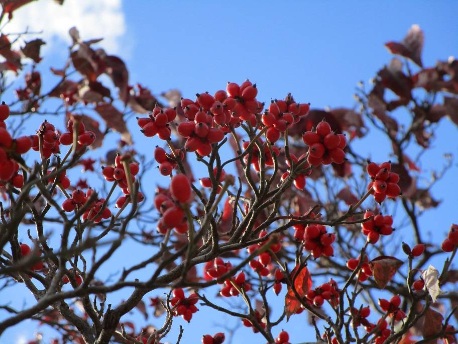 ハナミズキ (2).jpg