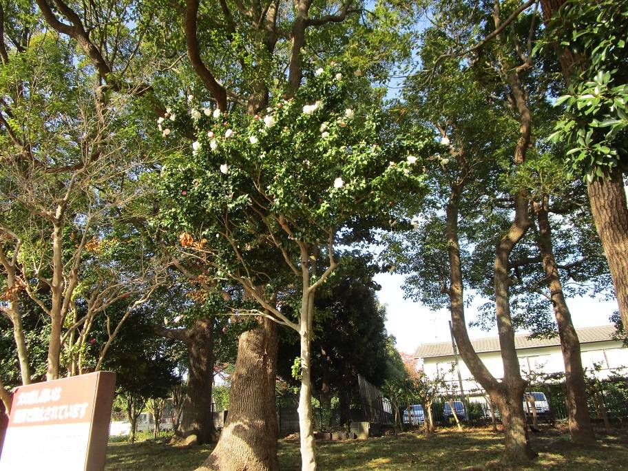 サザンカ (2).jpg