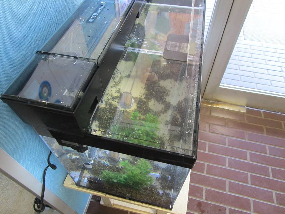 水槽の写真 (3).jpg