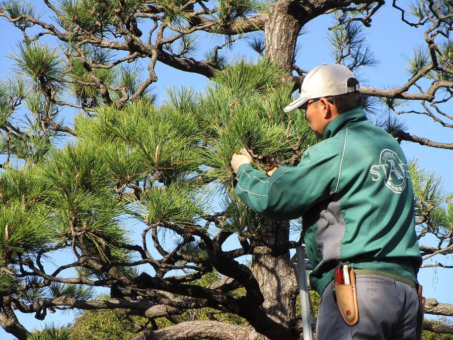 松の写真 (2).jpg