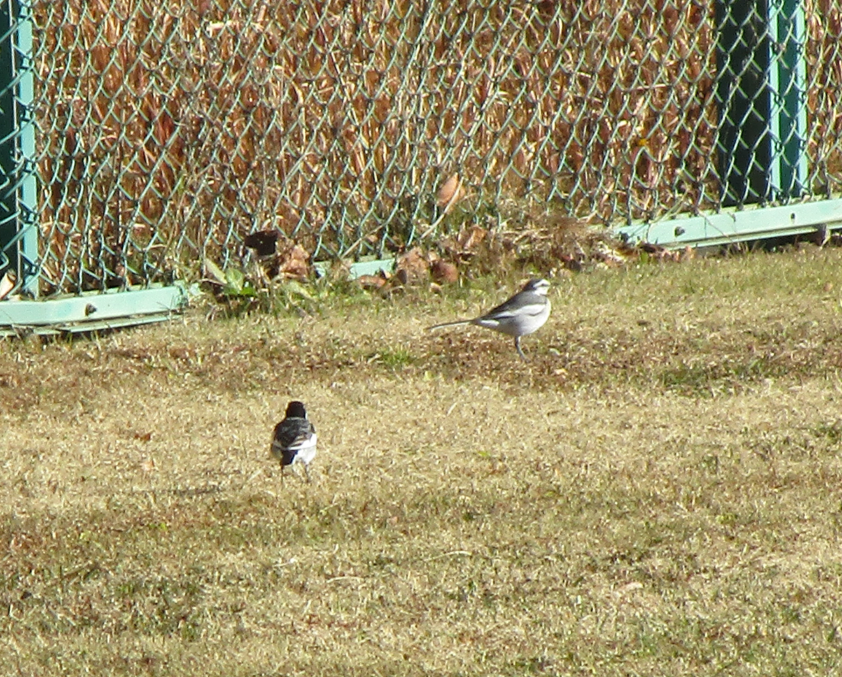 ハクレキセイ (1).png