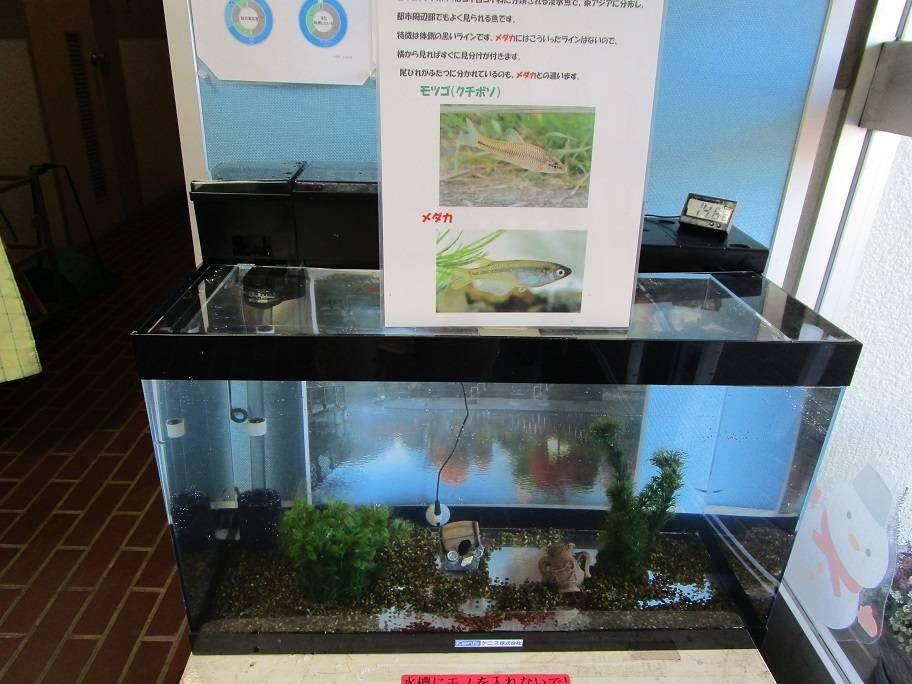 水槽の写真 (2).jpg