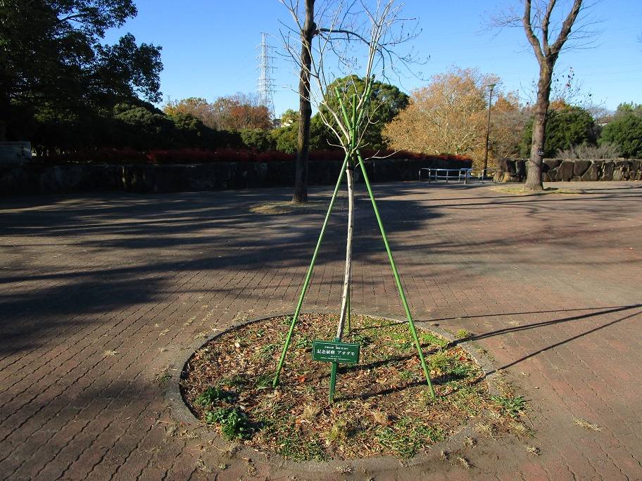 アオダモ (3).jpg