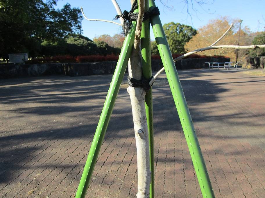 アオダモ (1).jpg