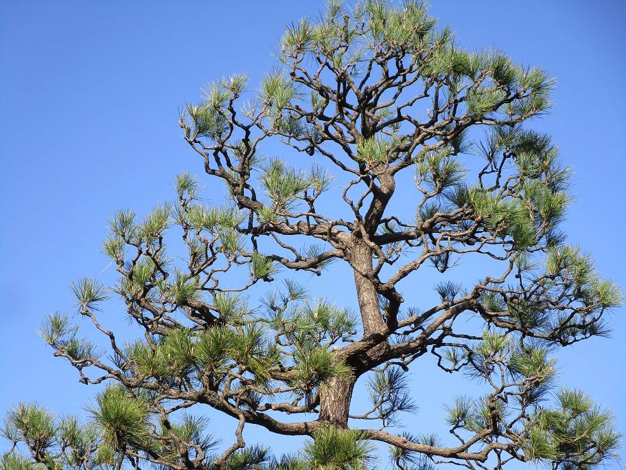 松の写真 (3).jpg