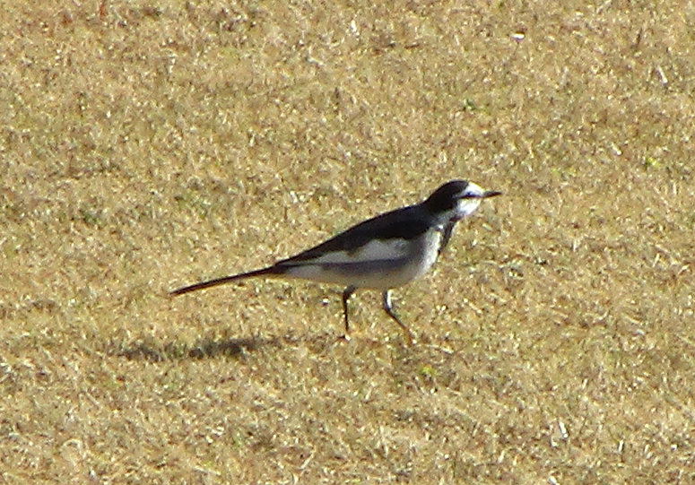 ハクレキセイ (2).png