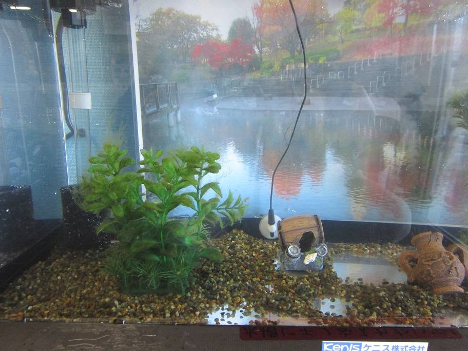 水槽の写真 (4).jpg