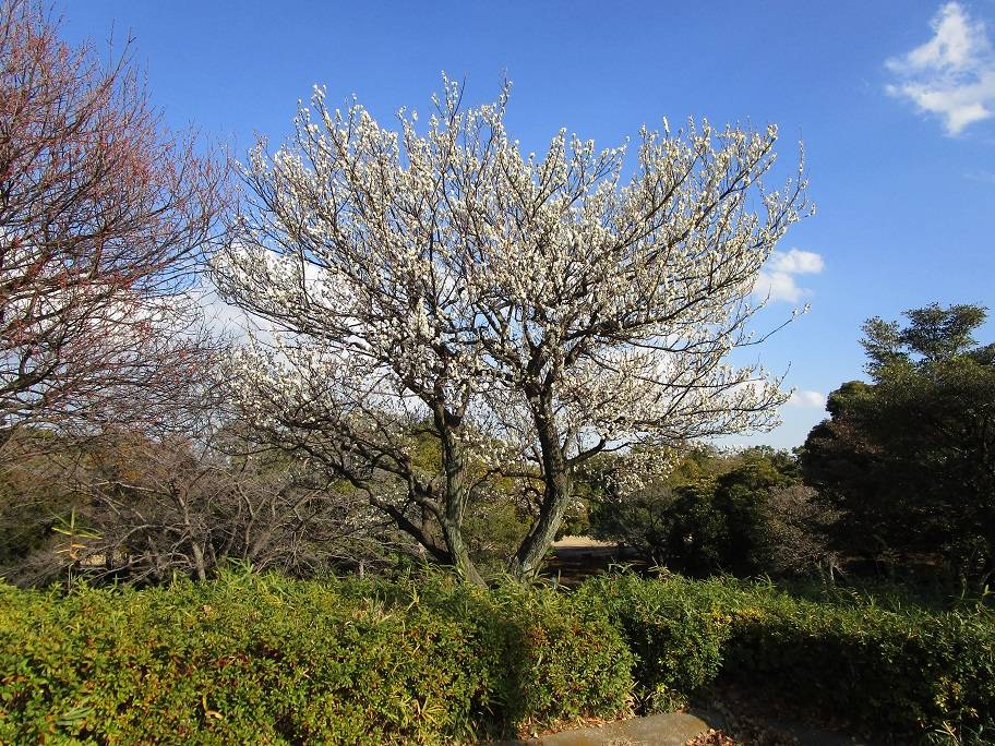 梅満開 (2).jpg