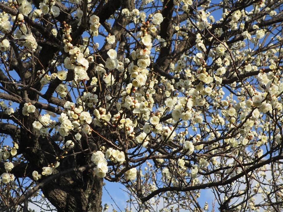 梅満開 (1).jpg
