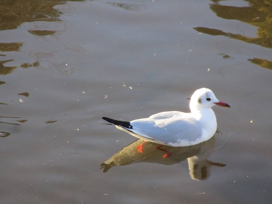 ユリカモメ (2).jpg