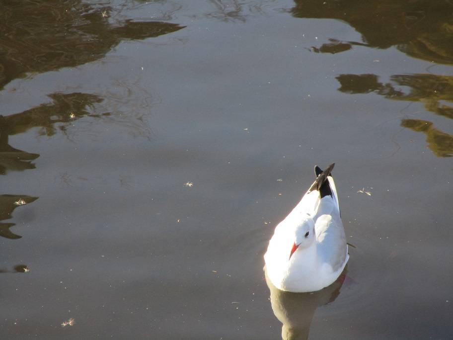 ユリカモメ (3).jpg