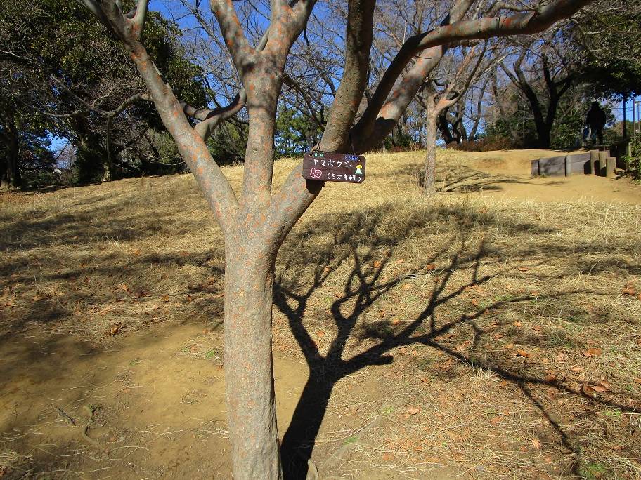 樹名板を作ろう (3).jpg