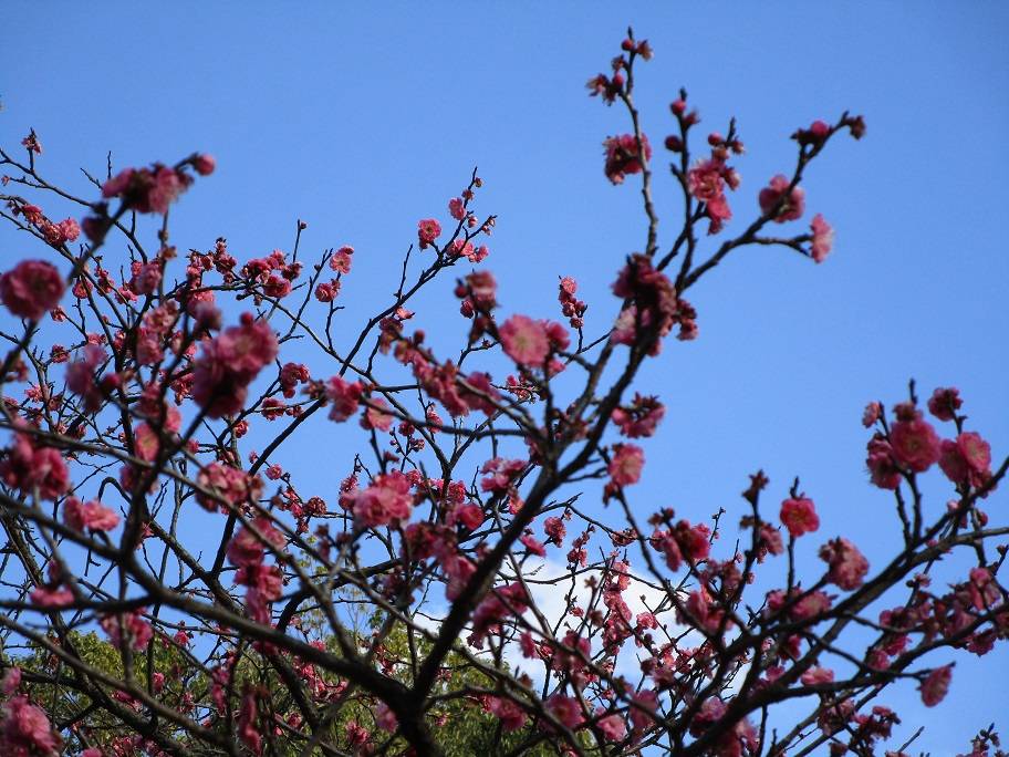 梅満開 (4).jpg