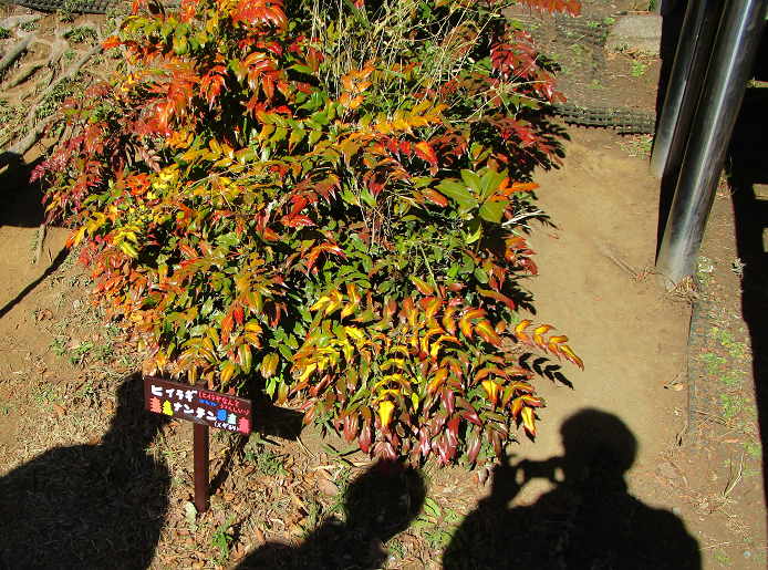 樹名板を作ろう (1).png