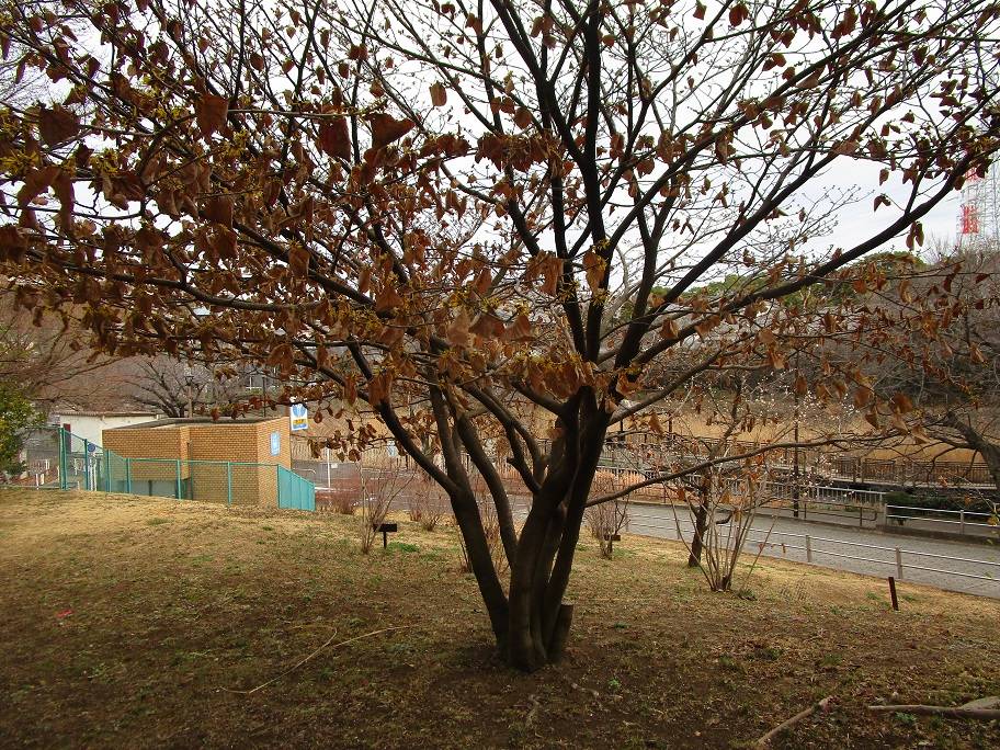 まんさく (1).jpg