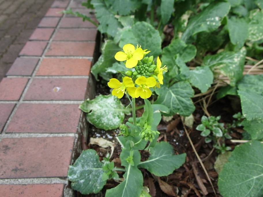 菜の花の写真 (3).jpg