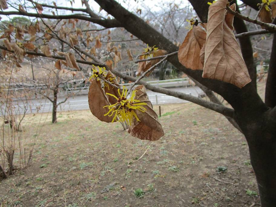 まんさく (3).jpg