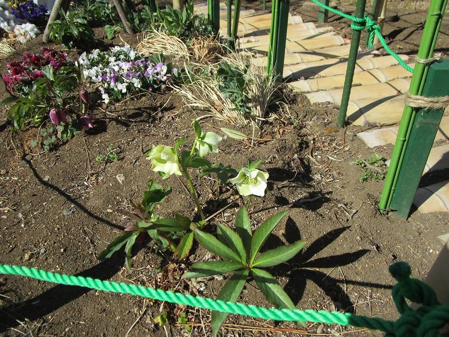 クリスマスローズ (4).jpg