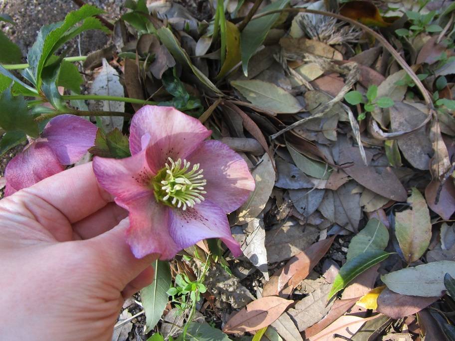 クリスマスローズ (2).jpg