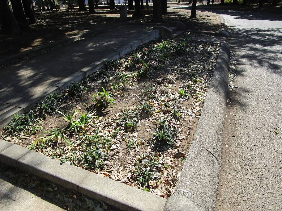 クリスマスローズ (3).jpg