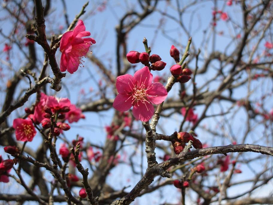 梅③.jpg