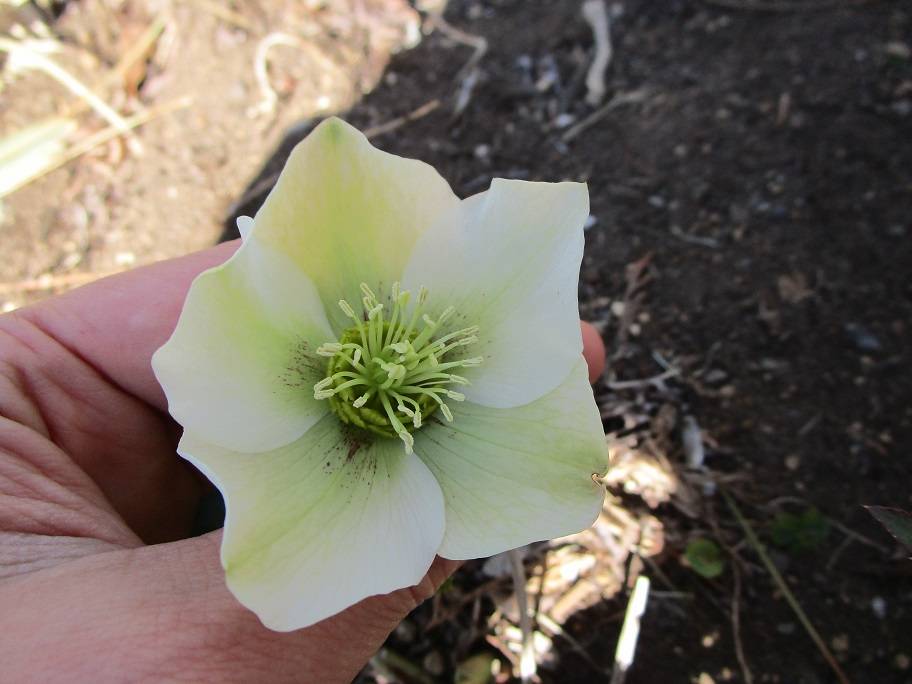 クリスマスローズ (1).jpg