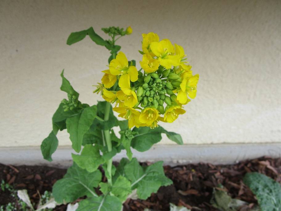 菜の花の写真 (2).jpg