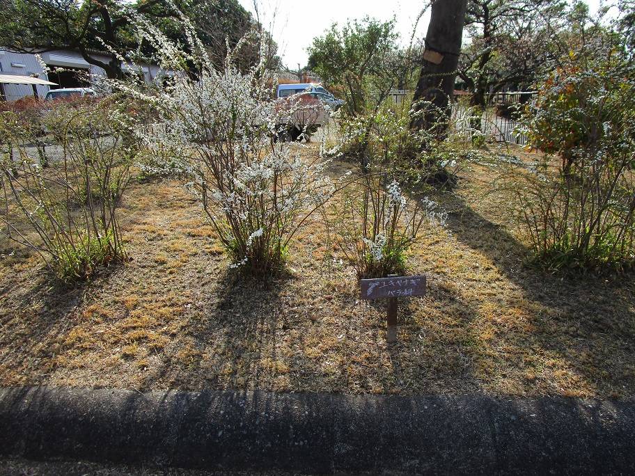 雪柳の写真 (2).jpg