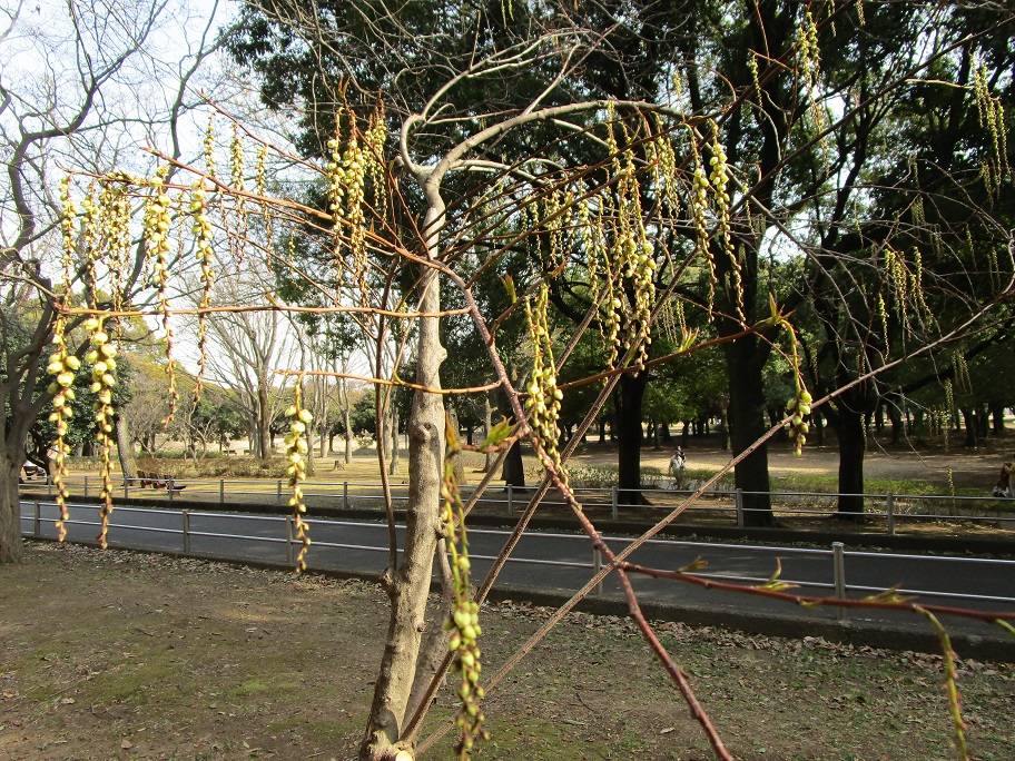 木五倍子 (4).jpg