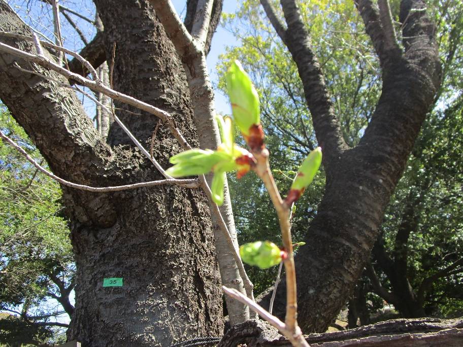 桜の写真 (1).jpg