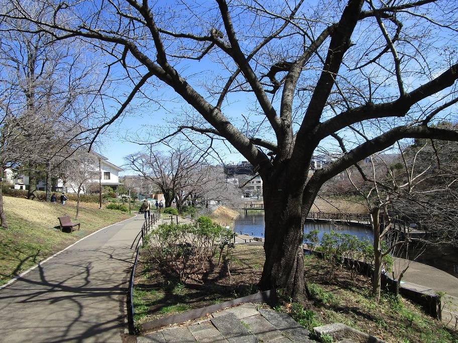 桜の写真 (4).jpg