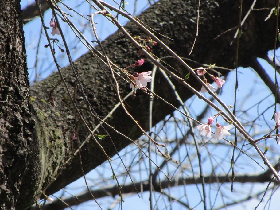 桜の写真 (5).jpg