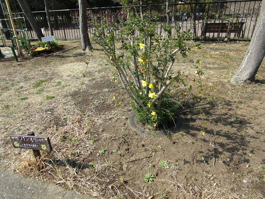 雲南黄梅 (1).jpg