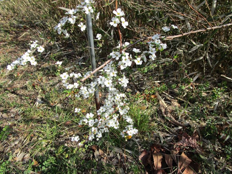 雪柳の写真 (4).jpg