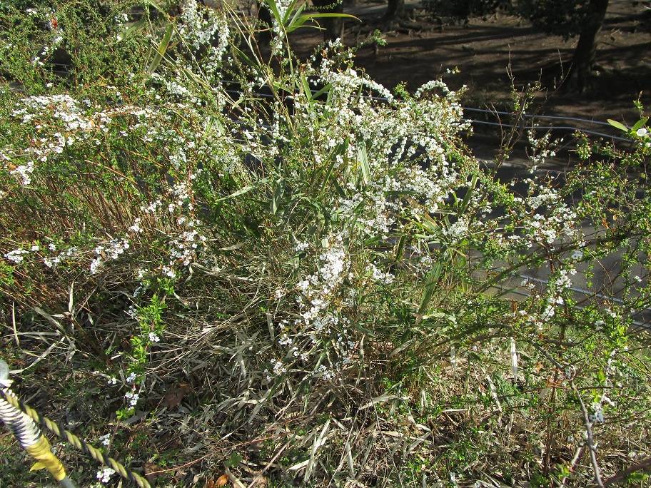 雪柳の写真 (3).jpg