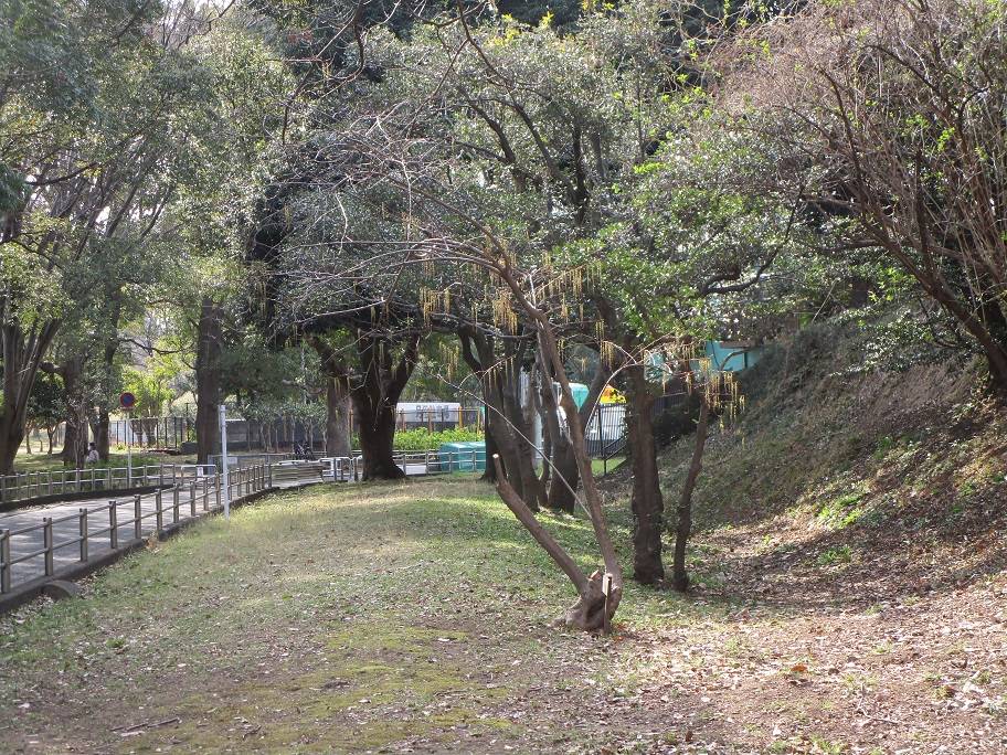 木五倍子 (2).jpg