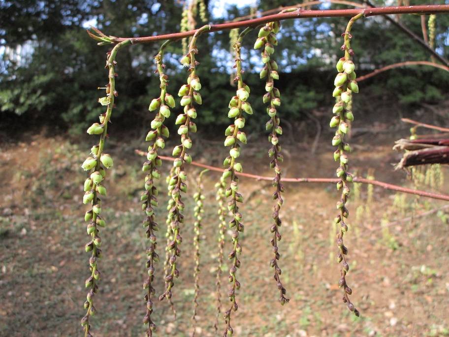 木五倍子 (5).jpg